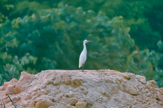 A solitary cattle egret (Bubulcus ibis) bird standing on top of a rocky mound with lush green trees in the background