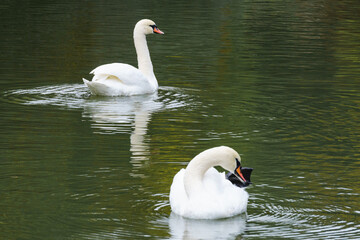 Two mute swans swimming on a reflective pond © Anastasiia