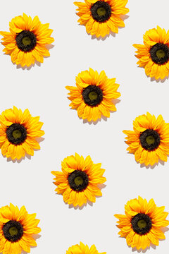 Beautiful autumn sunflowers pattern on a white background. Vivid colors, seasonal bloom.