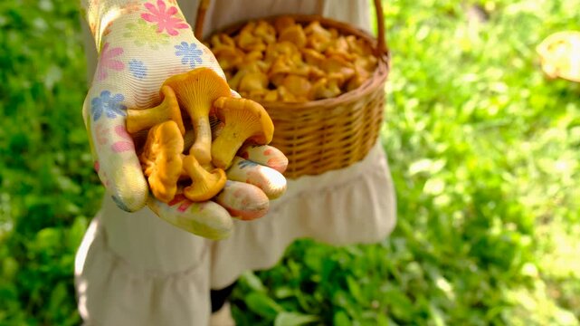 Harvest chanterelle mushrooms in a basket. Selective focus.