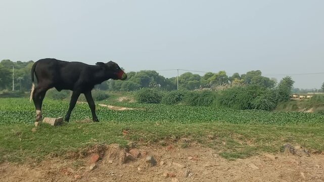 A short peaceful clip of black water buffaloes (including a young calf wearing a red muzzle cover) walking along a dusty rural roadside next to lush green fields and trees on a hazy day. 