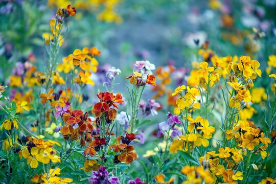 A wall of colourful, blooming flowers