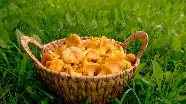 Harvest chanterelle mushrooms in a basket. Selective focus.
