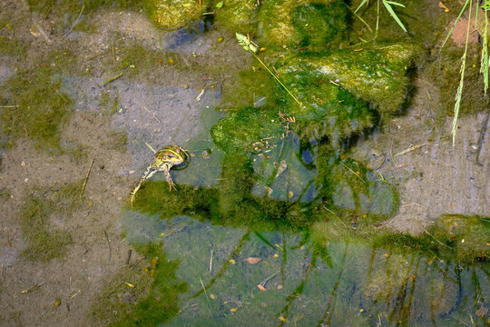 A green pond frog peeks out of shallow murky water among algae-covered mossy pond stones