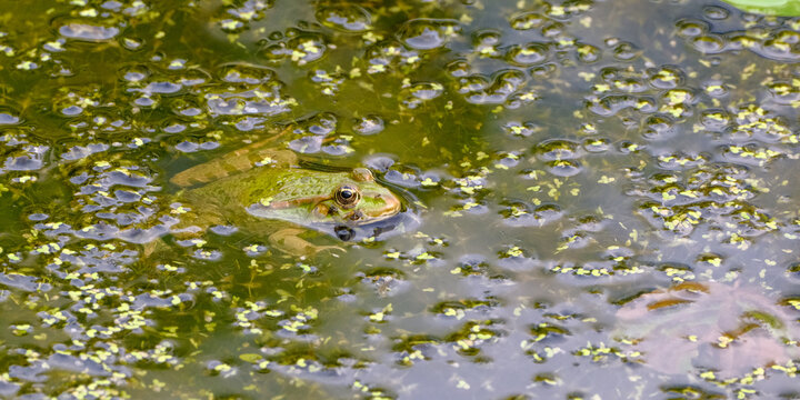 A green pond frog floats among floating duckweed in calm water with its eye visible