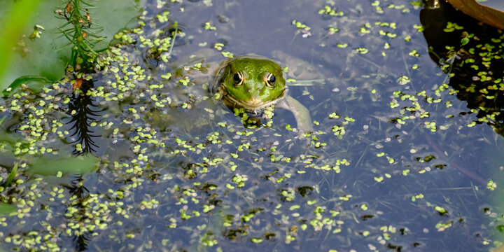 A green pond frog surfaces among floating duckweed facing the camera in calm dark water