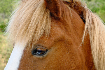 Close-up of a chestnut horse head with a flowing blond mane and a gentle eye © Bernd Schmidt