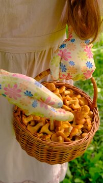 Harvest chanterelle mushrooms in a basket. Selective focus.