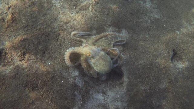 Underwater view of an octopus changing shape as it crawls and stretches its arms over a sandy seabed with light patterns, French Riviera, France.