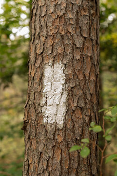 while trail blaze marking appears as a painted dash on the trunk of a tree from the perspective of the foot path and trail through the woods