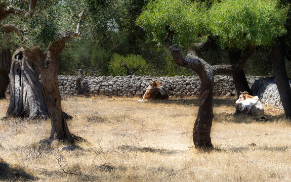 Les 2 vaches et le muret