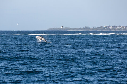 A humpback whale breaches into the air off Queensland, Australia