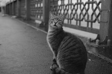 cat on the fence © emre