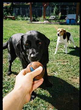 Black labrador dog waiting for ball game