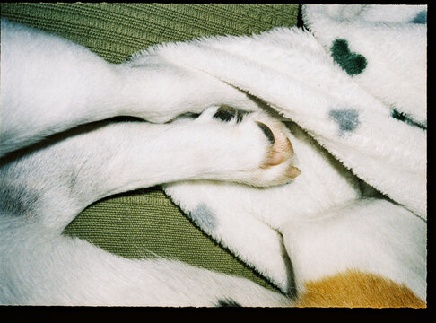 Dog paw resting on cozy blanket while sleeping
