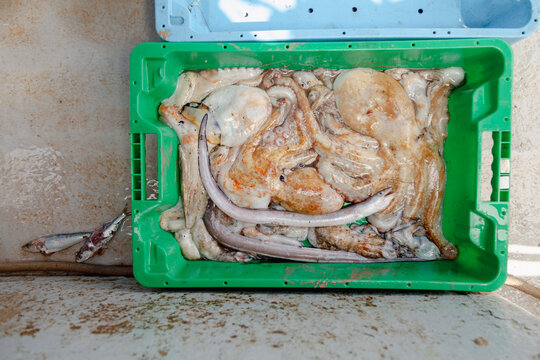Mixed seafood catch with octopus sorted in crate aboard fishing boat