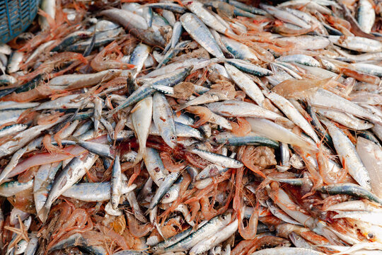 Mixed fresh catch of fish and shrimp on fishing vessel deck