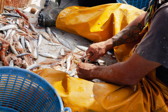 Anonymous fisherman sorting mixed catch by hand at sea