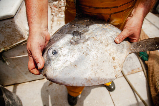 Anonymous fisherman holding large freshly caught fish on working deck
