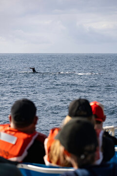 Humpback whale does a fin slap in a show for delighted tourists