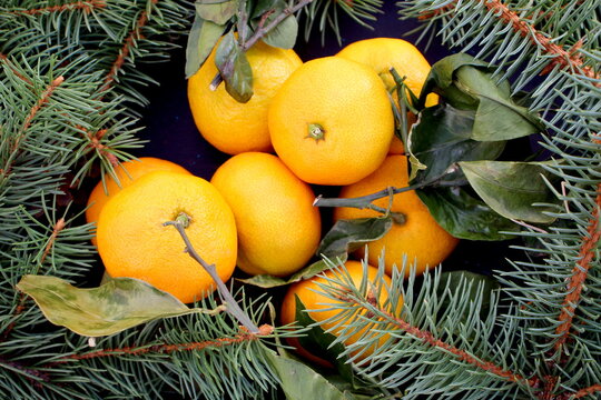 Mandarins and spruce sprigs lie on a black background.