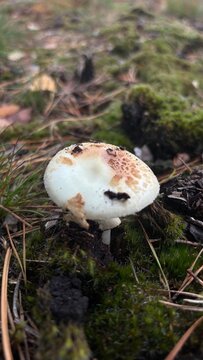 Small lepiota or dapperling mushroom growing in dark forest moss.