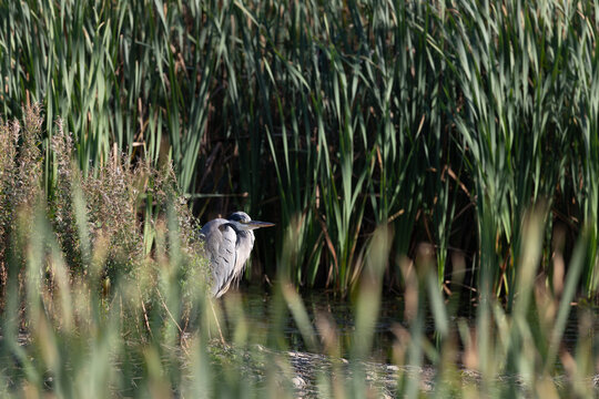 Adult grey heron at the water's edge