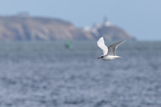 Adult Mediterranean gull in flight over the sea