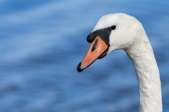 Adult mute swan portrait