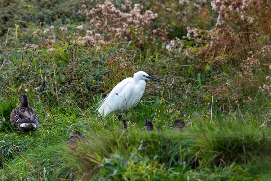 Little egret among resting ducks