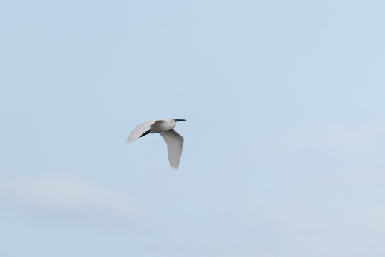 Little egret in flight against the sky