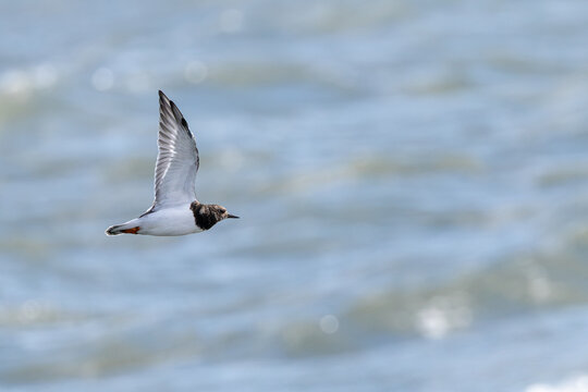 Ruddy turnstone in flight over water