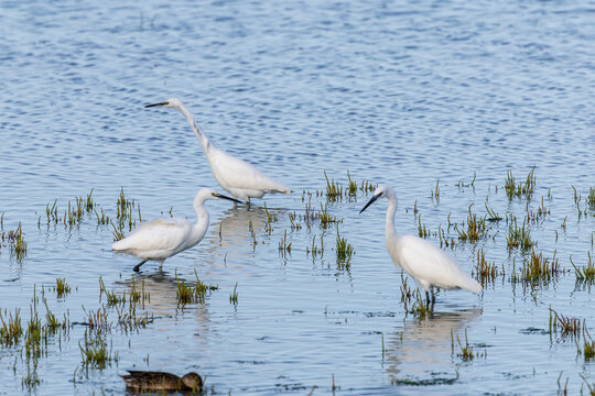 Little egrets wading in shallow water