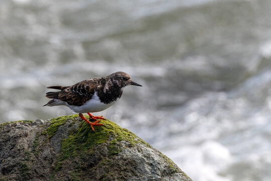 Ruddy turnstone on a mossy rock