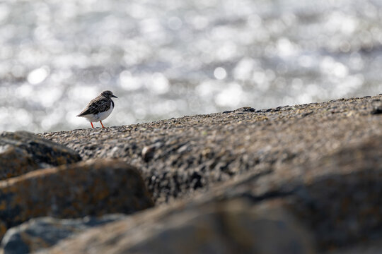 Ruddy turnstone on coastal rocks