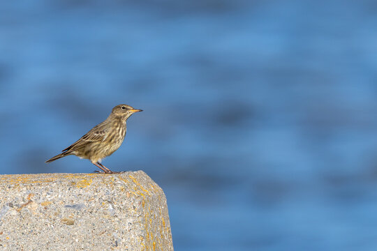 Rock pipit perched on a concrete block
