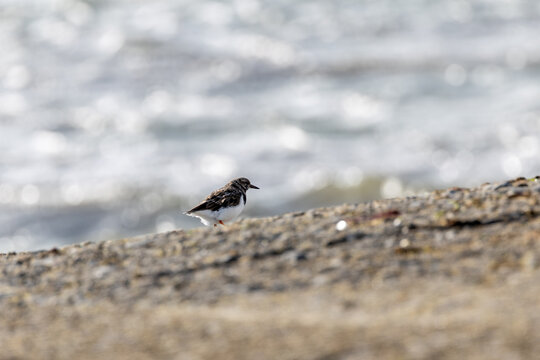 Ruddy turnstone on a sea wall