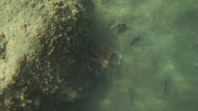 Underwater view of an octopus hiding beside a rock covered in algae, then swimming across the sand past a striped fish, French Riviera, France.
