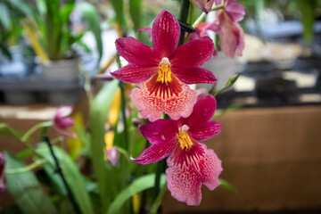 Inflorescenza verticale di orchidea Cambria o Miltonia con vibranti petali bordeaux e grande labello rosa striato di giallo in primo piano © Ilarialapreziosa