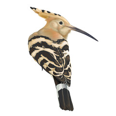 Hoopoes هدهد © Mohammed