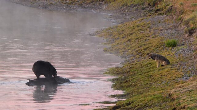 Wolf Begs for Scraps from Grizzly Eating Carcass in River in Yellowstone