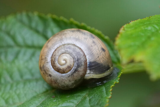 A small garden snail resting safely inside its protective spiral shell on a vibrant green leaf surface in natural forest