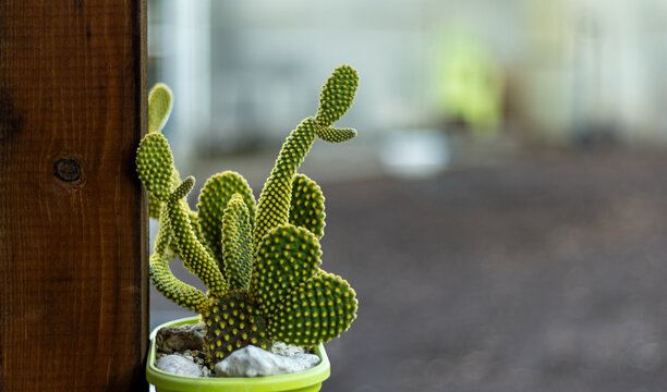 Small potted bunny ears cactus next to a rustic wooden post with soft bokeh background   