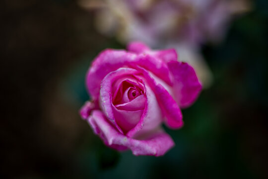Close-up shot of pink rose center with delicate petals and soft bokeh background
