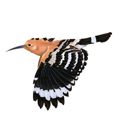 Hoopoes birds الهدهد  © Mohammed