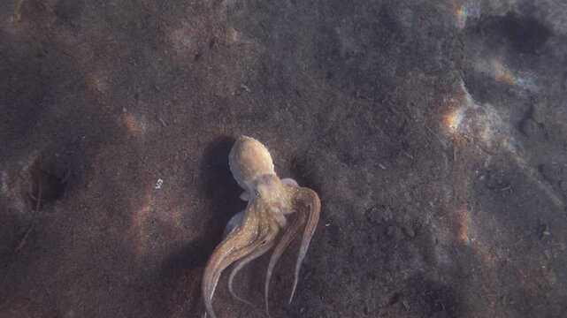 Octopus spreading its webbed arms over the seabed and digging into a hole as a fish swims past in shallow Mediterranean water, French Riviera, France.