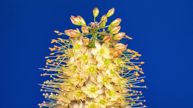 Orange Flower Eremurus Blooming in Time Lapse on a Bright Blue Background. Foxtail Lily or Eremurus Stenophyllus