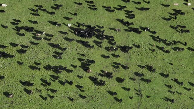 Tibetan yaks ieautiful green grassland in the sunset	