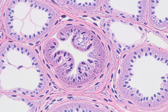 Lung tissue histology