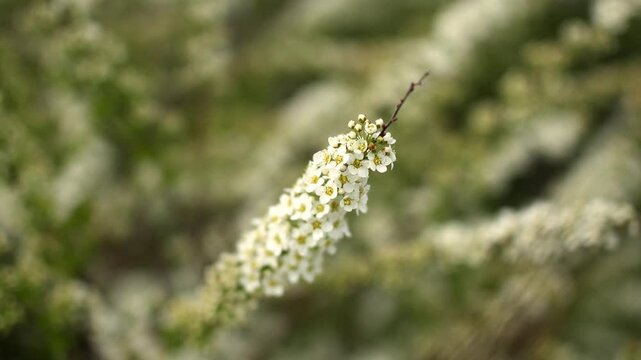 White blooming spiraea flowers sway gently on slender branch in outdoor garden. Delicate floral blossoms showcase springtime beauty while soft natural light enhances peaceful atmosphere.